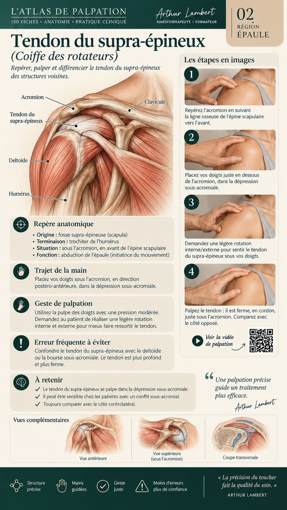 Fiche de palpation anatomique 2