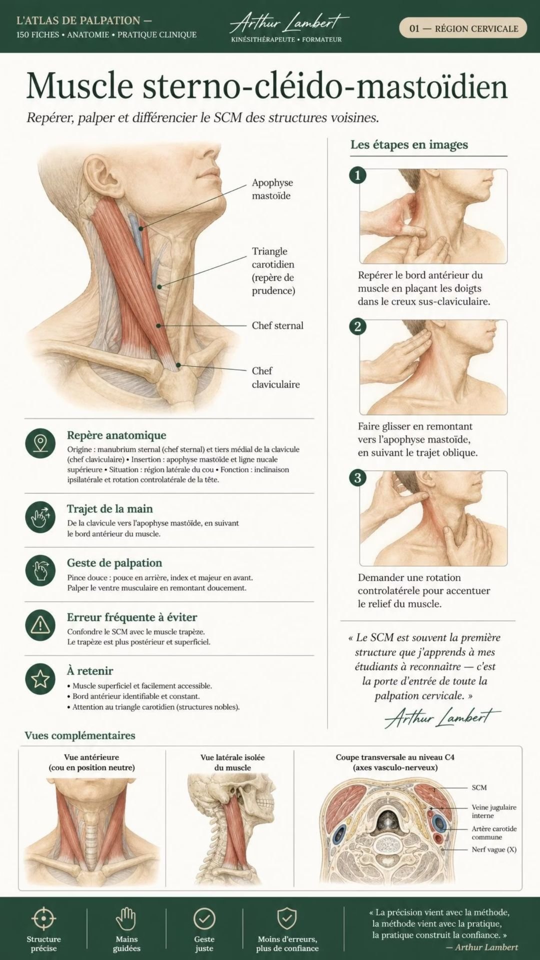 Anatomische Palpationskarte 1
