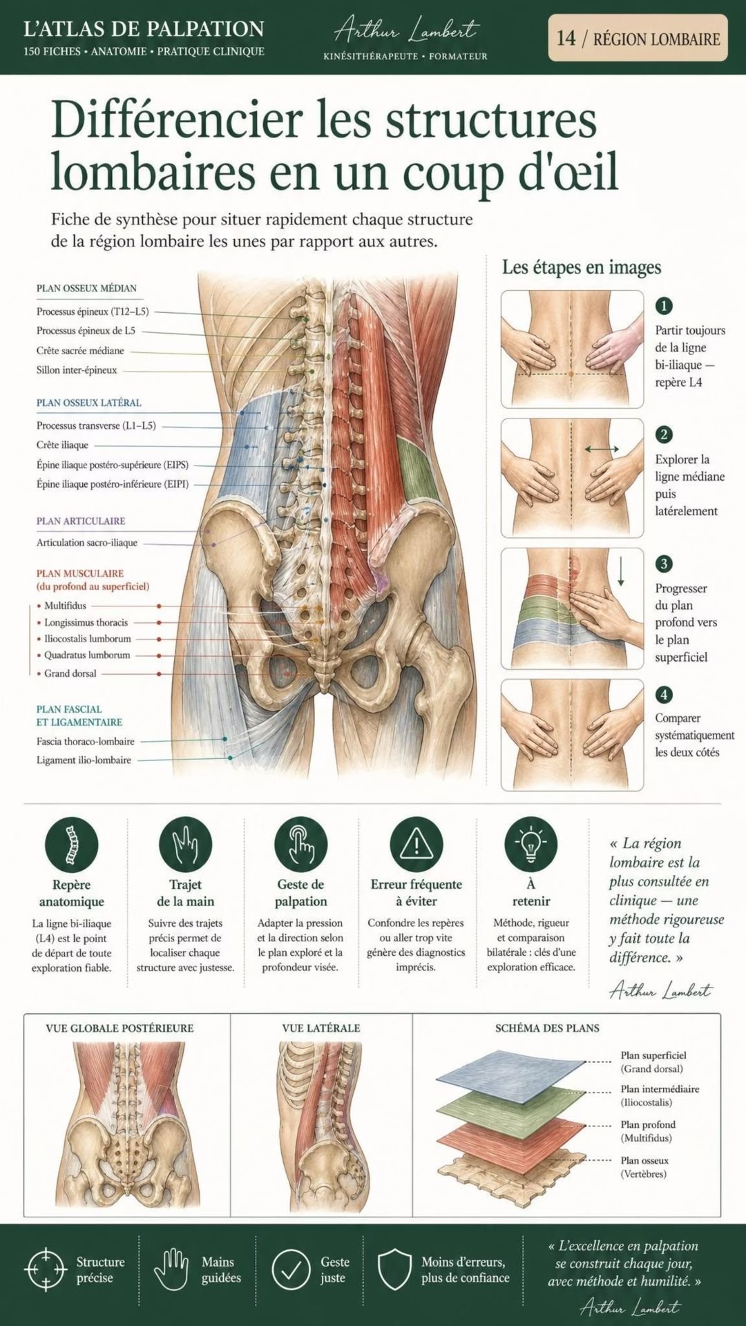 Anatomische Palpationskarte 2