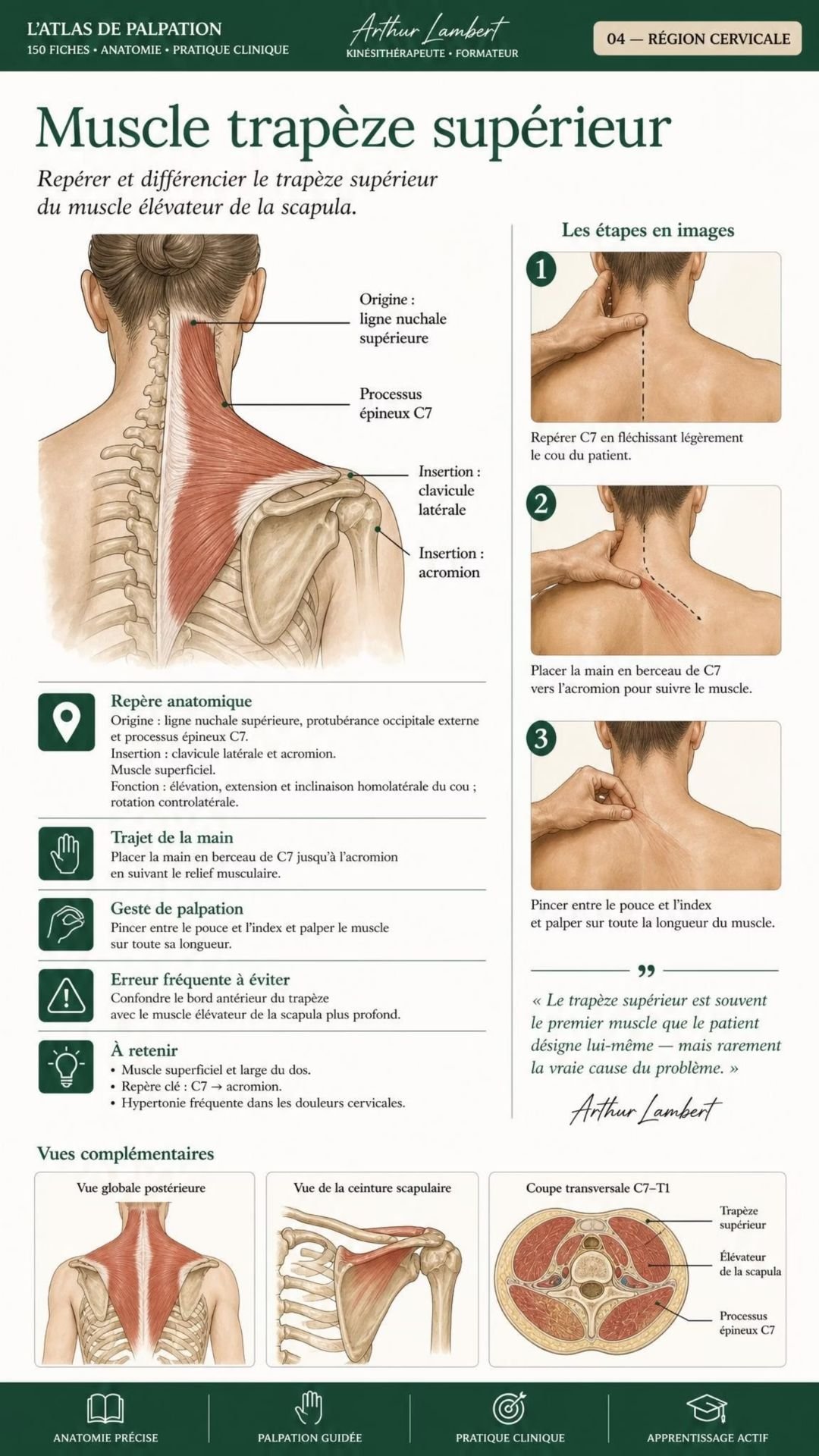Anatomische Palpationskarte 3
